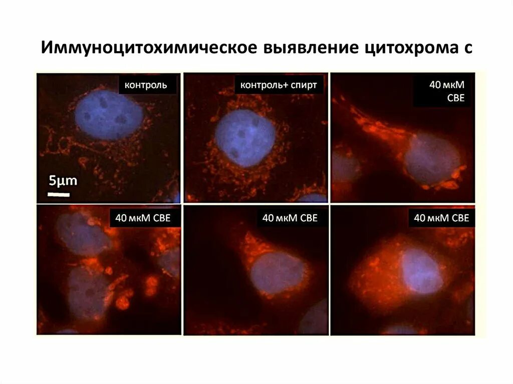 Днк методом tunel. Иммуноцитохимический метод. Иммуноцитохимические методы исследования. Иммуноцитохимическое окрашивание. Методы исследования цитохрома.