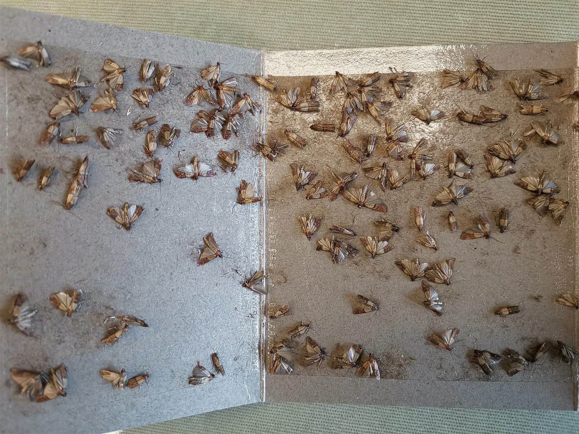 личинки пищевой моли. моль в орехах. платяная моль личинки насекомых. моль в полу. личинки пищевой моли.