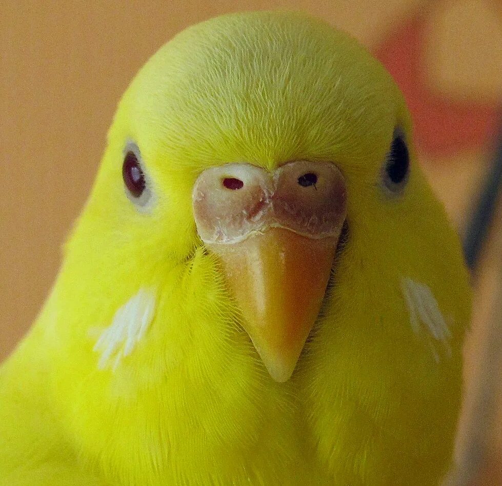 как выглядит клюв попугая. волнистый попугайчик клюв. здоровый клюв волнистого попугая. как выглядит клюв попугая. здоровый клюв волнистого попугая.