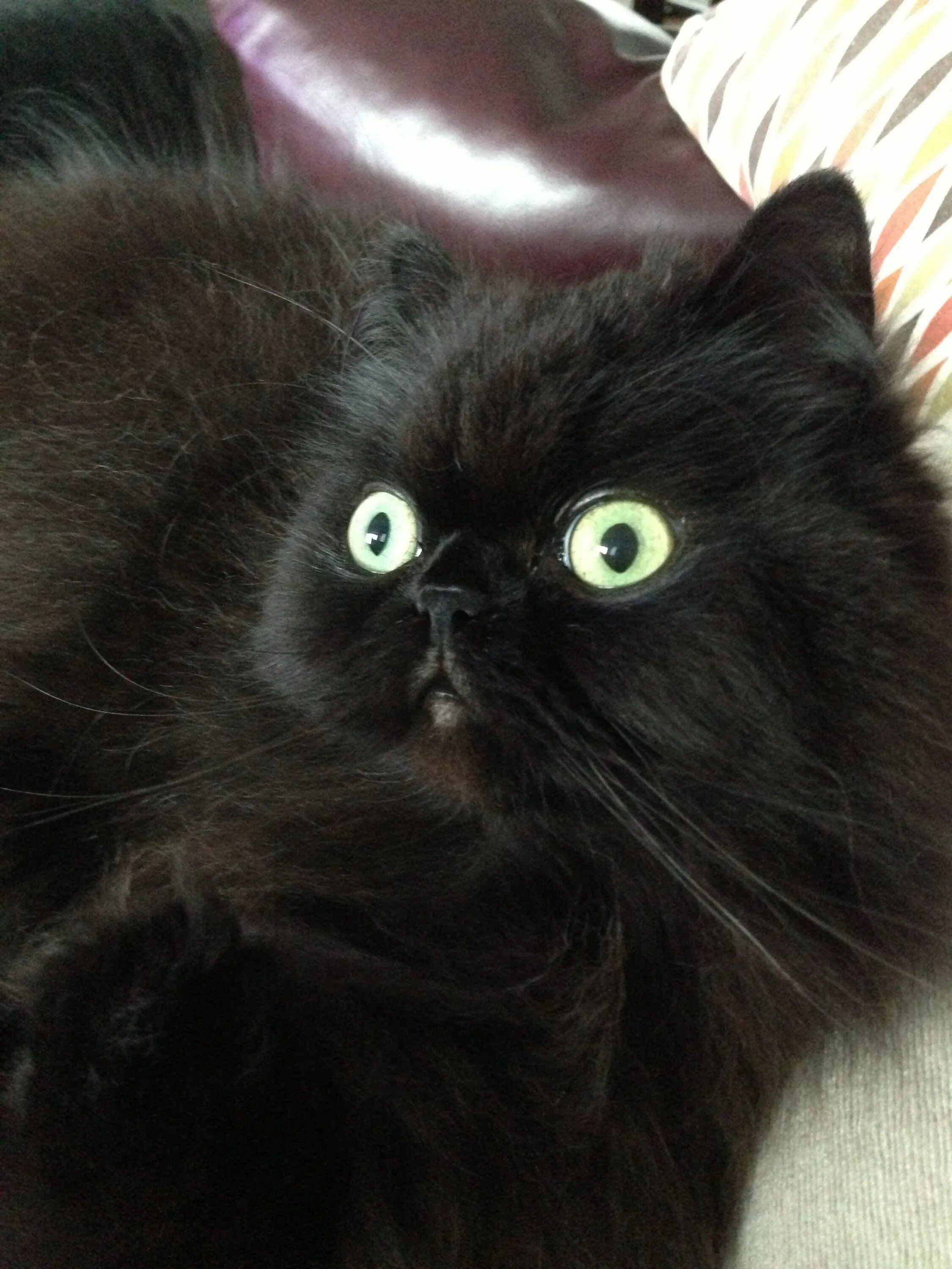 Шоколадный персидский кот. Черный персидский котенок. Шоколадная Персидская кошка. Персидский Кол шоколадный. От персидской кошки с шоколадной окраской