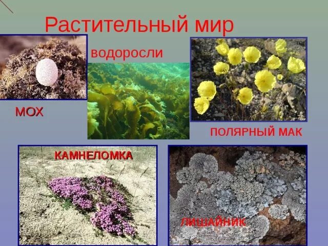 Арктическая пустыня растения камнеломка. Полярный Мак арктических пустынь. Арктика Полярный Мак лишайники мхи. Растения Арктики Полярный Мак камнеломка. Растения в арктических и антарктических пустынях