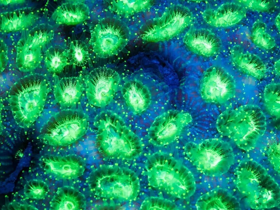 Коралл Renilla биолюминесценция. Биолюминесцентными протисты. Биолюминесценция, светящиеся бактерии. Секреторная биолюминесценция.