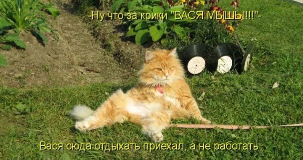 Вася фото приколы. Настроение вася. Коты с надписями. Кот рассказывает. Ты жива котики.