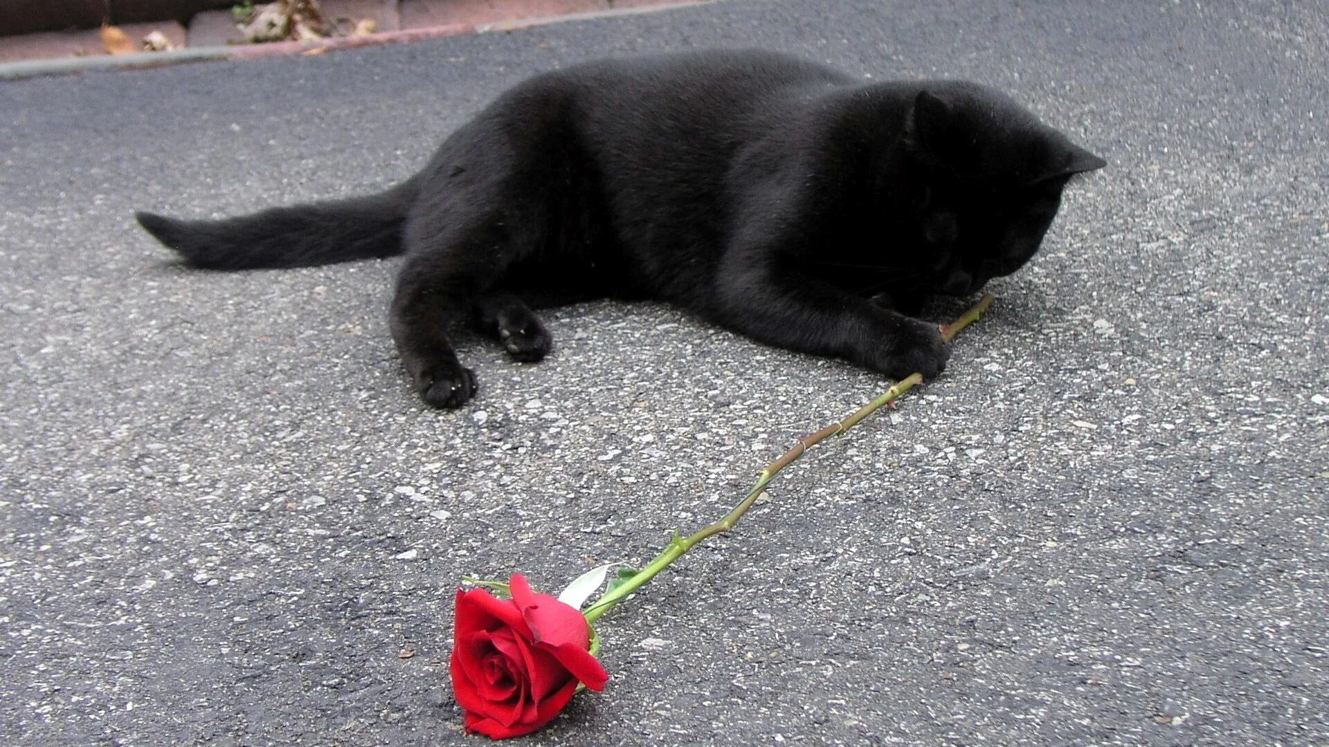 Чёрный кот. Черный котенок. Черный кот с цветами. Черный котенок на улице. Черно розовую кошку