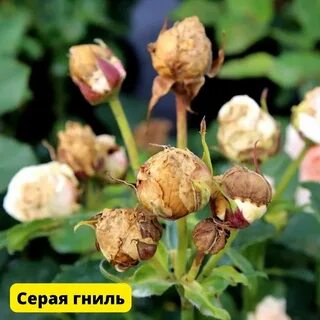 Розы становятся коричневыми