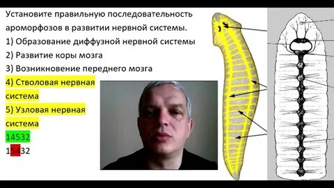 Ароморфозы нервной системы животных