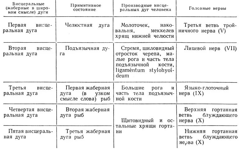 Преобразование жаберных дуг в эмбриогенезе человека. Мышцы шеи лежащие ниже подъязычной кости. Аномалии развития висцеральных дуг. Висцеральные жаберные дуги. Жаберный аппарат гистология.