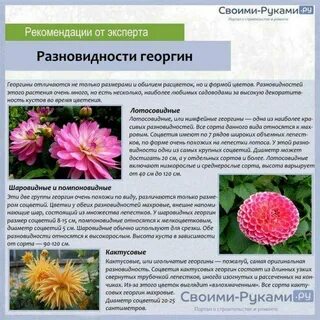 Георгины какая температура