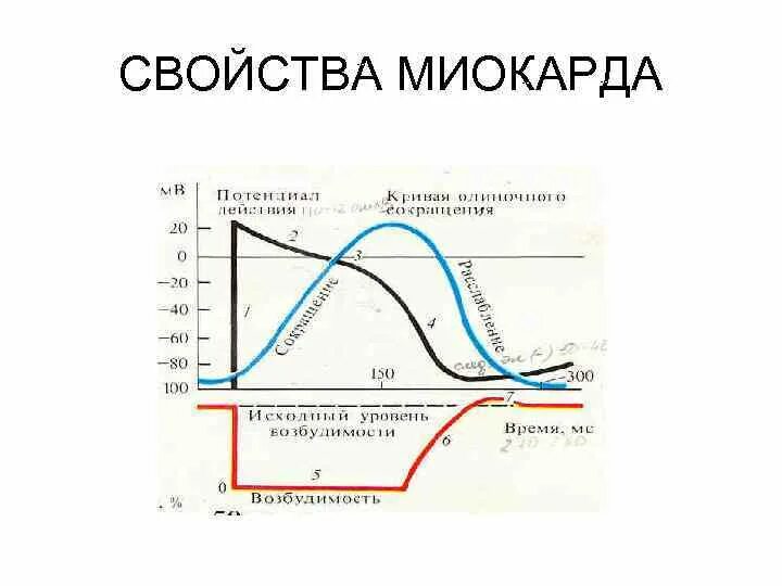 Характеристика миокарда. Физиологические свойства миокарда. Характеристика миокарда. Физиологические свойства миокарда. Свойства миокарда физиология.