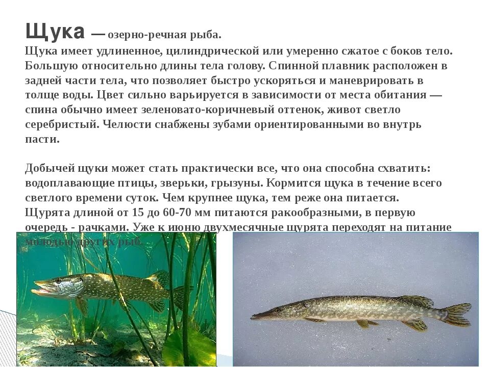 Обитатели пресных вод доклад. Щука презентация. Щука описание рыбы. Щука обитает. Чем полезна щука для организма.