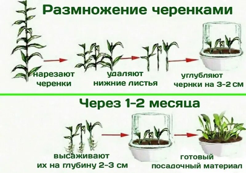 СЕНСЕВИЕРИЯ: КАК ВЫРАЩИВАТЬ "ЩУЧИЙ ХВОСТ" #тёщин_язык #суккуллент_неприхотливый 