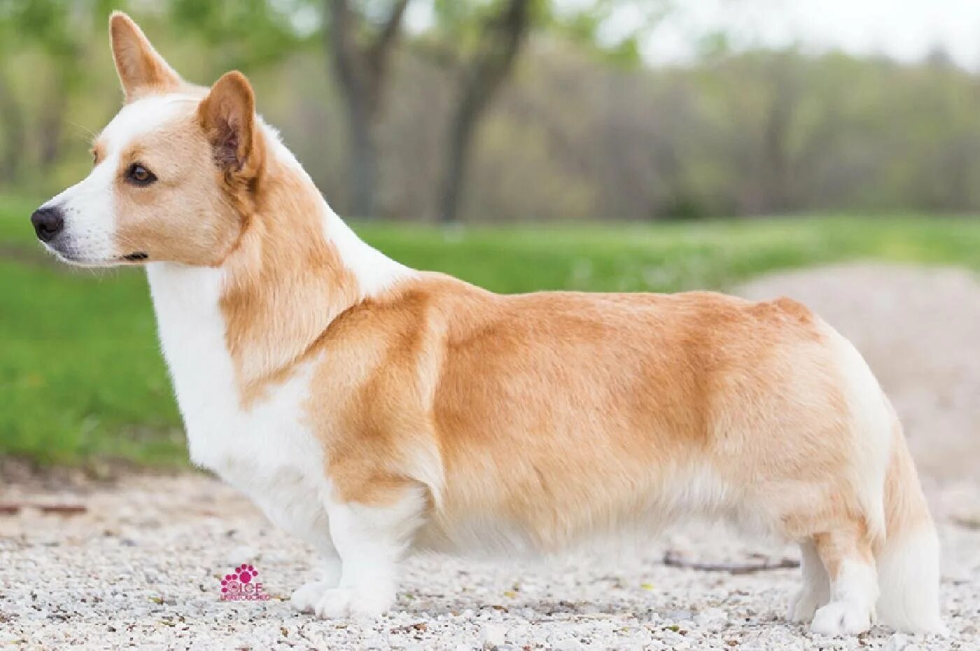 корги окрасы. окрасы вельш корги пемброк. вельш корги пемброк. корги окрасы. вельш корги пемброк.