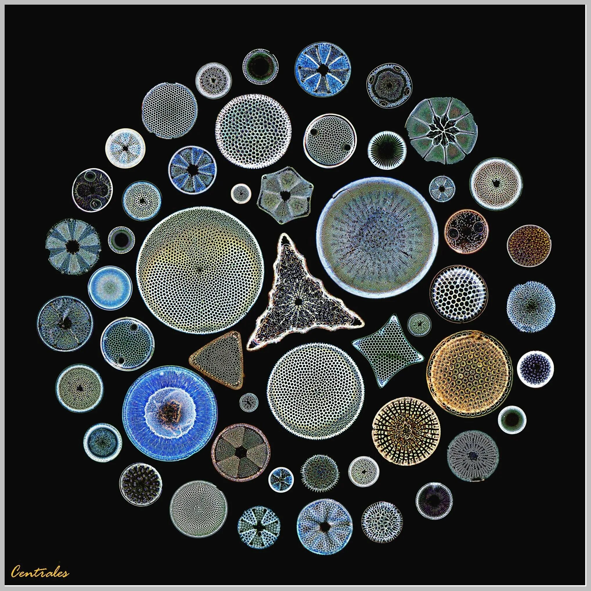 Диатомовые водоросли микроскоп. Геккель диатомовые водоросли. Диатомея водоросль. Диатомовые водоросли под микроскопом.