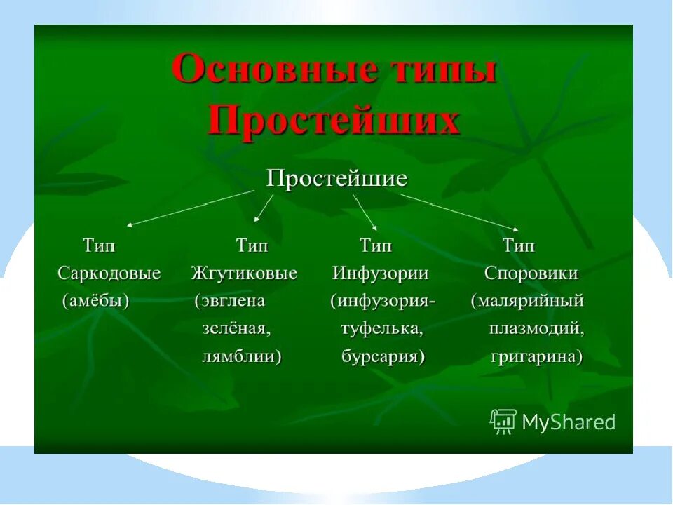 К какому типу относится простейших