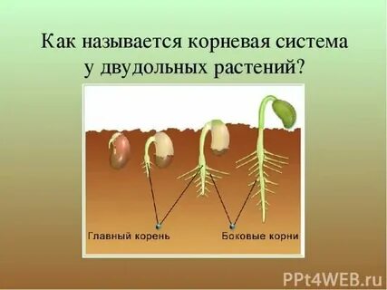 Корневая система характерна для двудольных