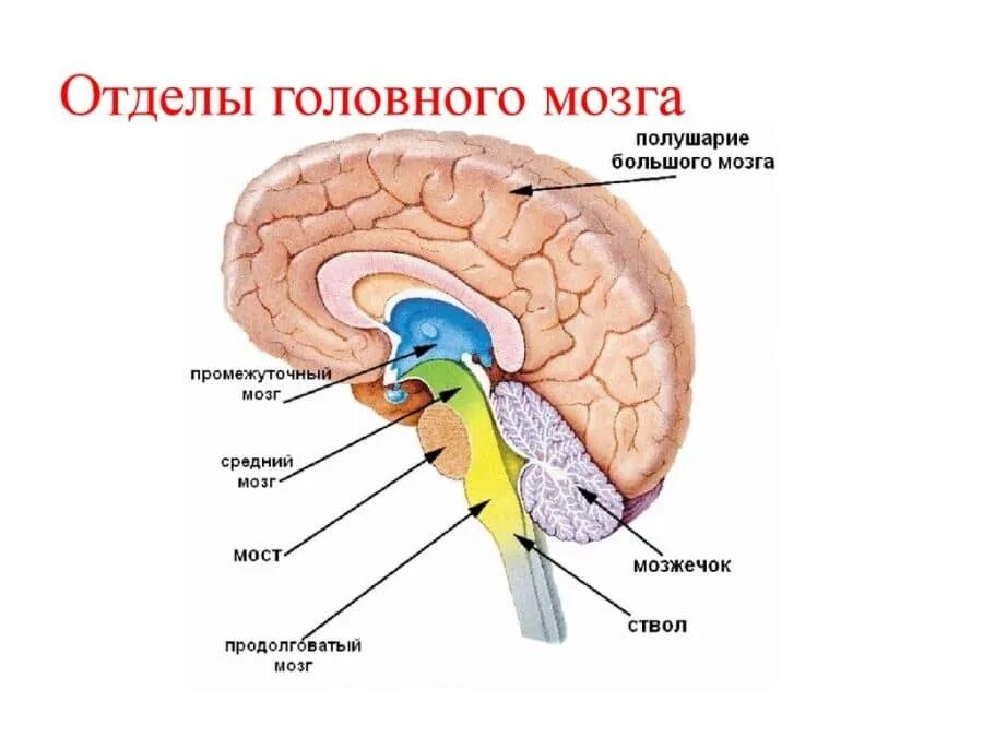 Отделы мозга продолговатый, задний, средний промежуточный и конечный. Продолговатый, задний,средний, промежуточный и передний отделы мозга. Строение отдела среднего мозга. Отделы головного мозга промежуточный мозг. Средний отдел мозга включает