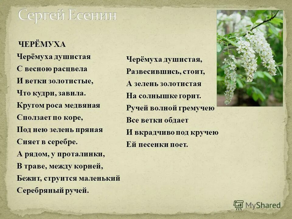 Variegata. Стихотворение черемуха. Черёмуха белая текст. Песня почему черемуха почему бела. За рекой черемуха колышется текст.