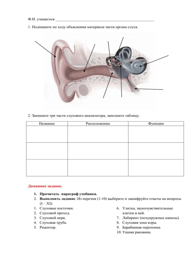 Структура строение функции слухового анализатора. Слуховой анализатор анализатор. Анализатор слуха биология 8. Слуховой анализатор таблица 8 класс биология. Установите соответствие между отделами органа слуха