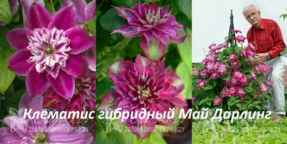 клематис дарлинг. клематис дарлинг описание. клематис my darling. клематис my darling. клематис май дарлинг.