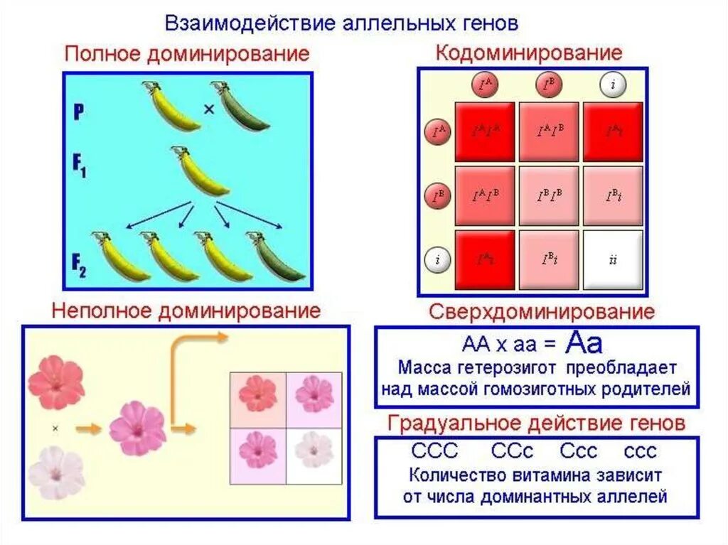 Схема типы взаимодействия аллельных генов. Типы аллельных взаимодействий. Взаимодействие аллельных генов примеры. Типы взаимодействия генов аллельные и неаллельные.