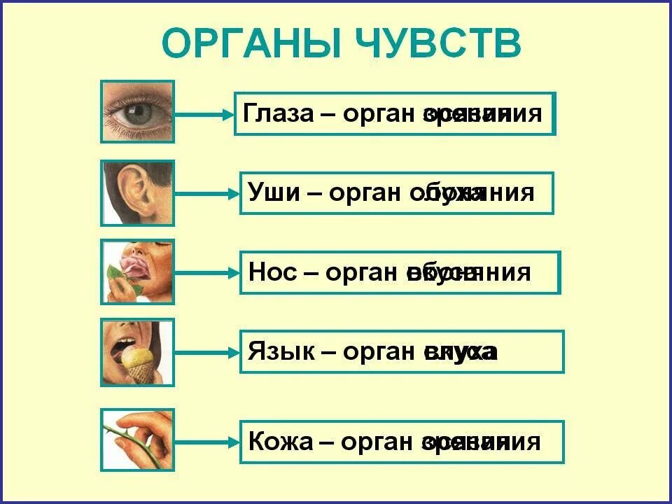 Опыты органы чувств. Органы чувств. Чувства обоняние осязание слух зрение. Название органов чувств. Что относится к органам чувств.