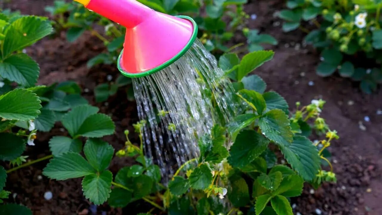 Полив клубники. Как поливать клубнику. Как поливать клубнику. Полив клубники. Как поливать клубнику.