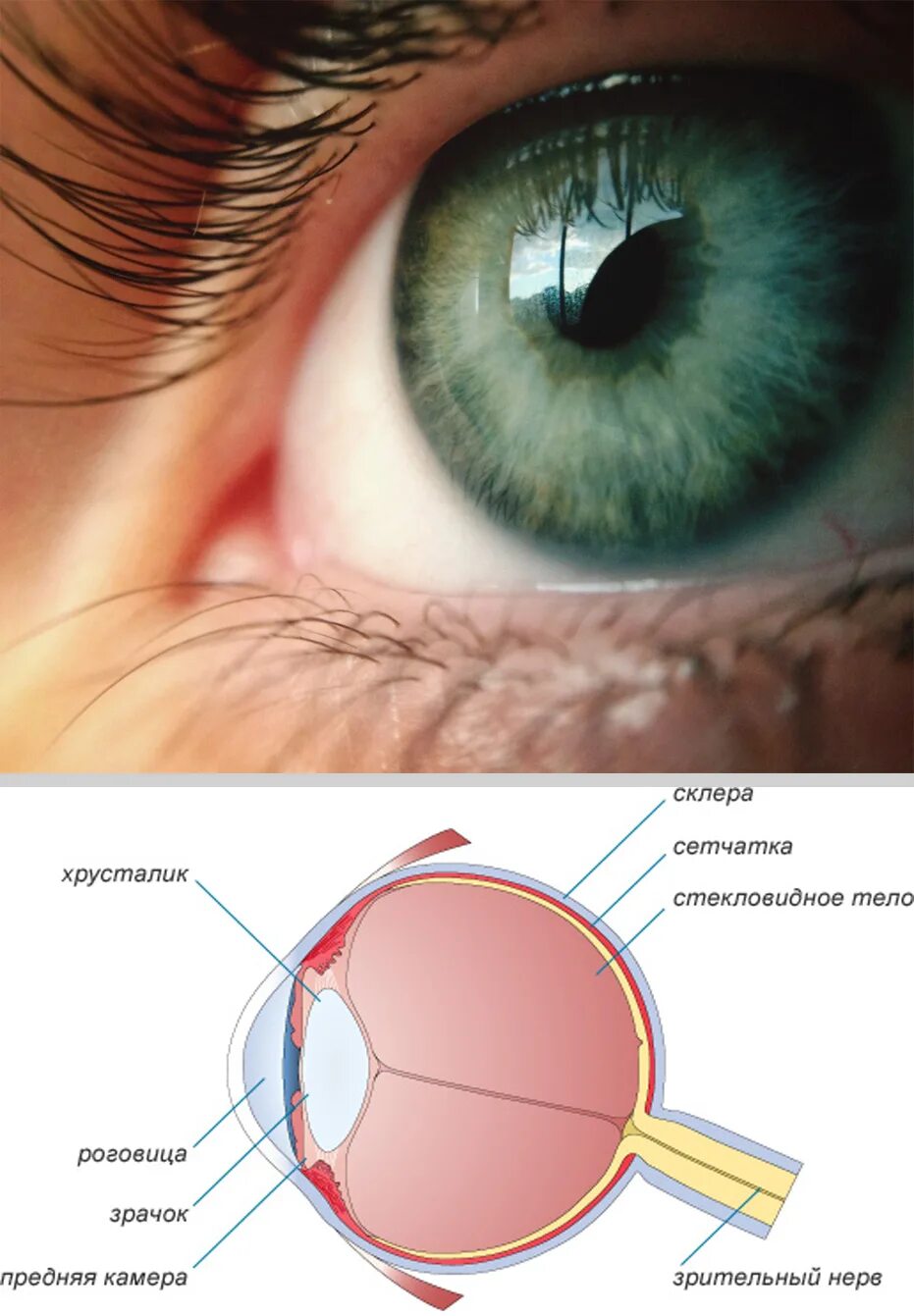 Изображение на сетчатке глаза появляется. Сетчатка глаза. Сетчатая оболочка глаза. Отверстия сетчатки глаза.
