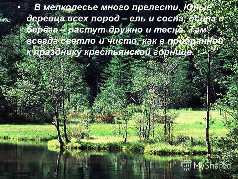 Мелколесье. Родник в мелколесье Паустовский. Родник в мелколесье. В мелколесье юные деревца всех пород