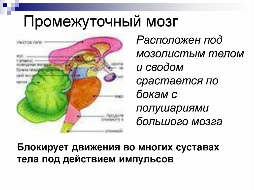 Промежуточный строение и функции. Схема строения промежуточного мозга. Промежуточный мозг структура и функции. Промежуточный мозг схема строение и функции. Головной мозг промежуточный мозг строение и функции.