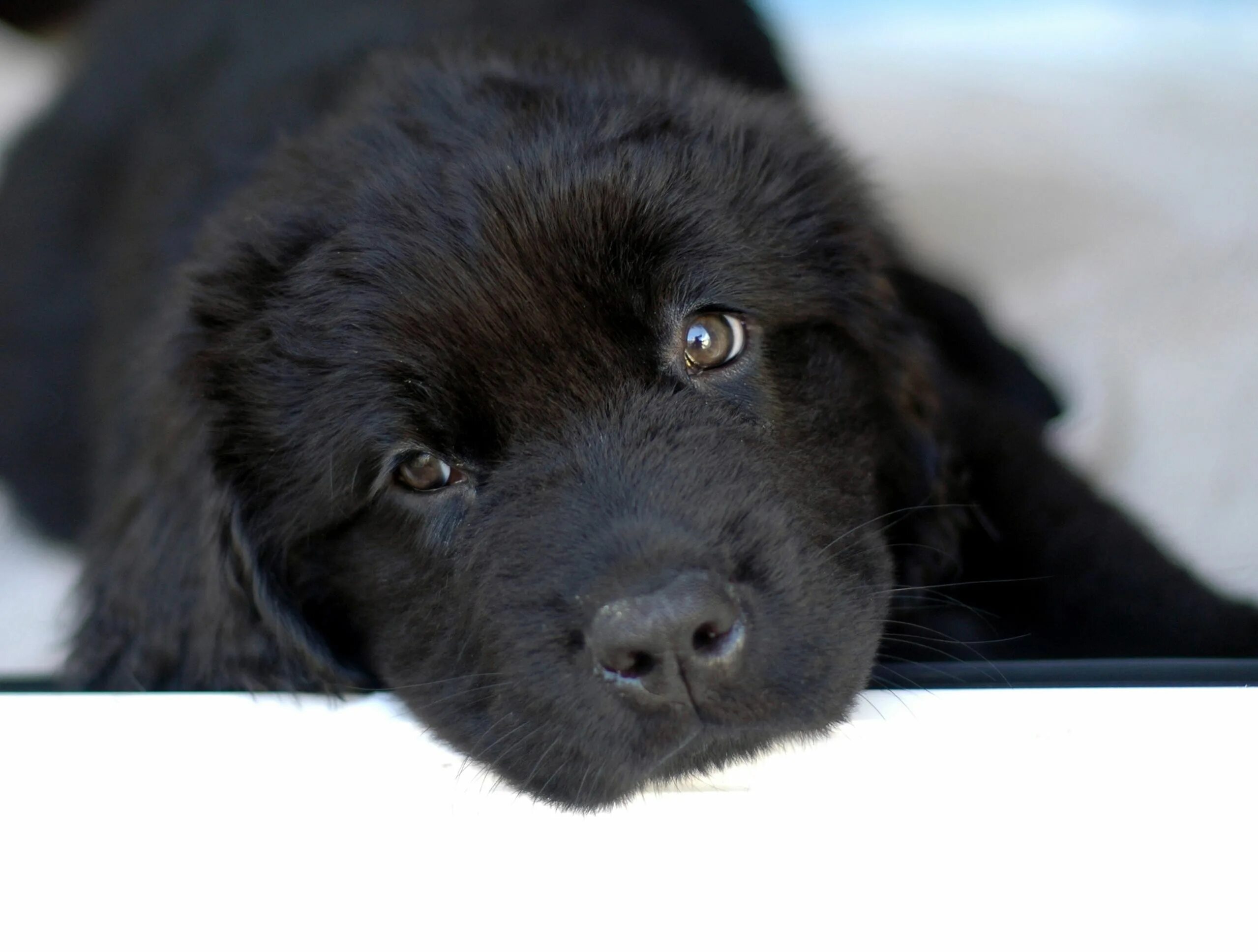 Имена черных щенков. Ньюфаундленд собака. Собака водолаз ньюфаундленд. Ньюфаундленд щенок. Ньюфаундленд черный.