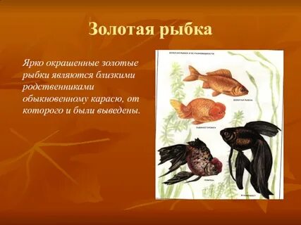 Вывод золотой рыбки