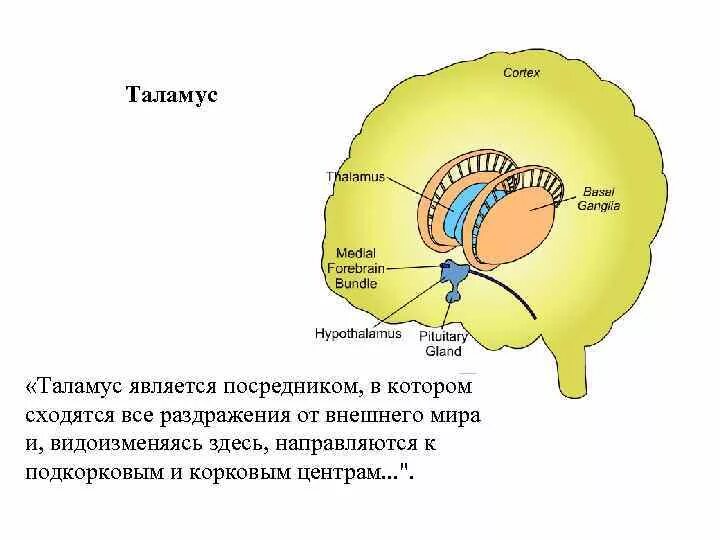 Подкорковые образования мозга