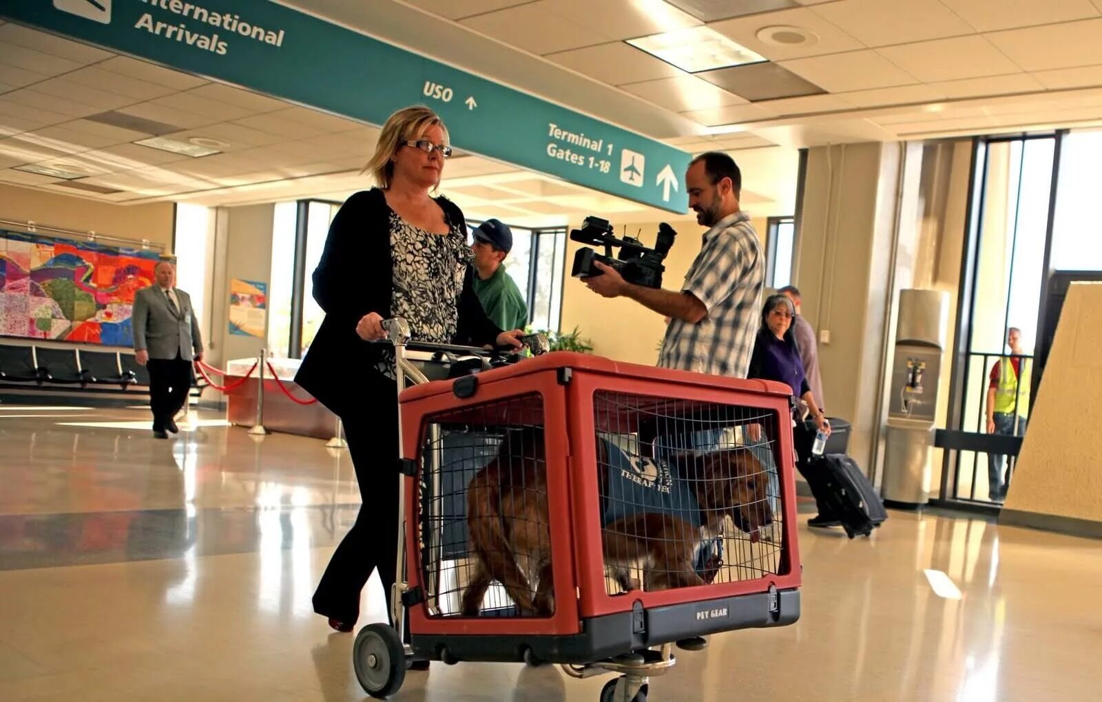 Собака в салоне самолета. Переноска для животных в аэропорту. Путешествие с питомцем. Отсек для животных в самолете. Путешествие с домашними питомцами.