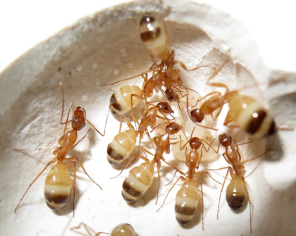Какое развитие у муравьев. Camponotus maculatus aegyptiacus. Муравьиные яйца. Имаго муравья. Camponotus MITIS.