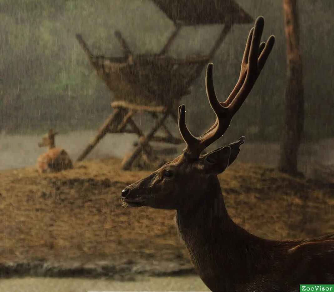 животные в лесу. теплые олени. дикие звери.