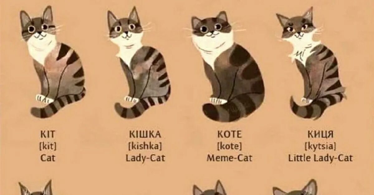 Как по английски будет котик. Классификация котиков. Категории котов. Виды котов кот котэ. Классификация котов в картинках.
