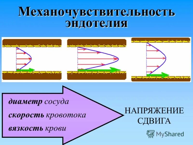 Вазодилятация. Напряжение сдвига в сосудах. Напряжение сдвига крови. Понятие о напряжении сдвига физиология. Механочувствительность эндотелия.