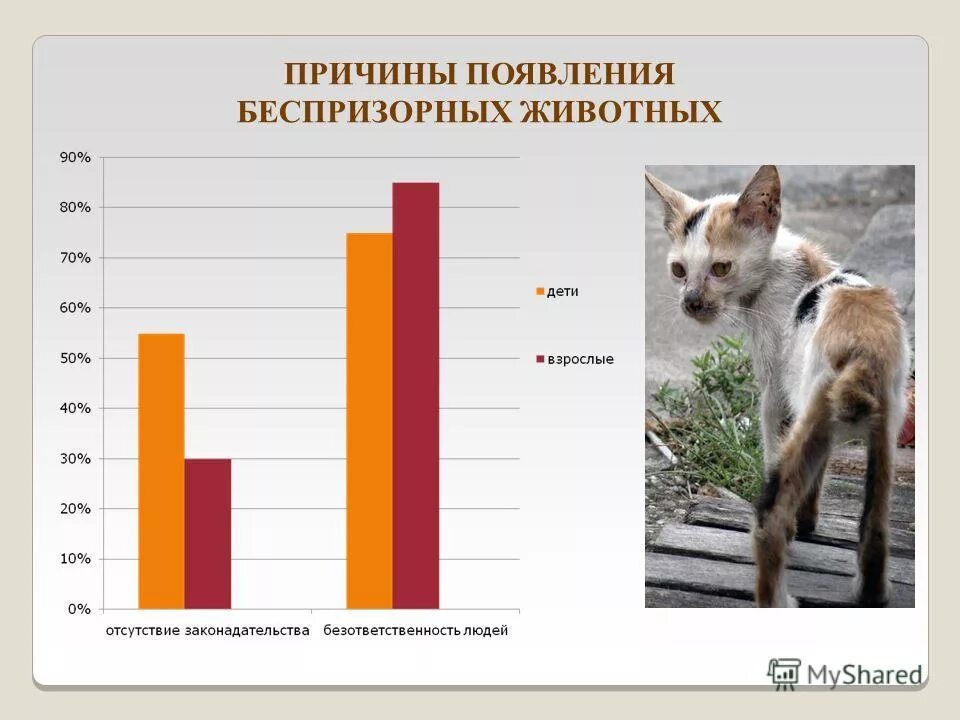 Статистика нападений собак. Статистика бездомных животных. Статистика бездомных животных в России. Численность бездомных животных. Количество бездомных животных в мире.