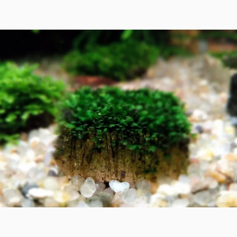 Яванский мох. Мох ломариопсис. Яванский мох на лаве. Мох риччия. Роголистник акваскейп.