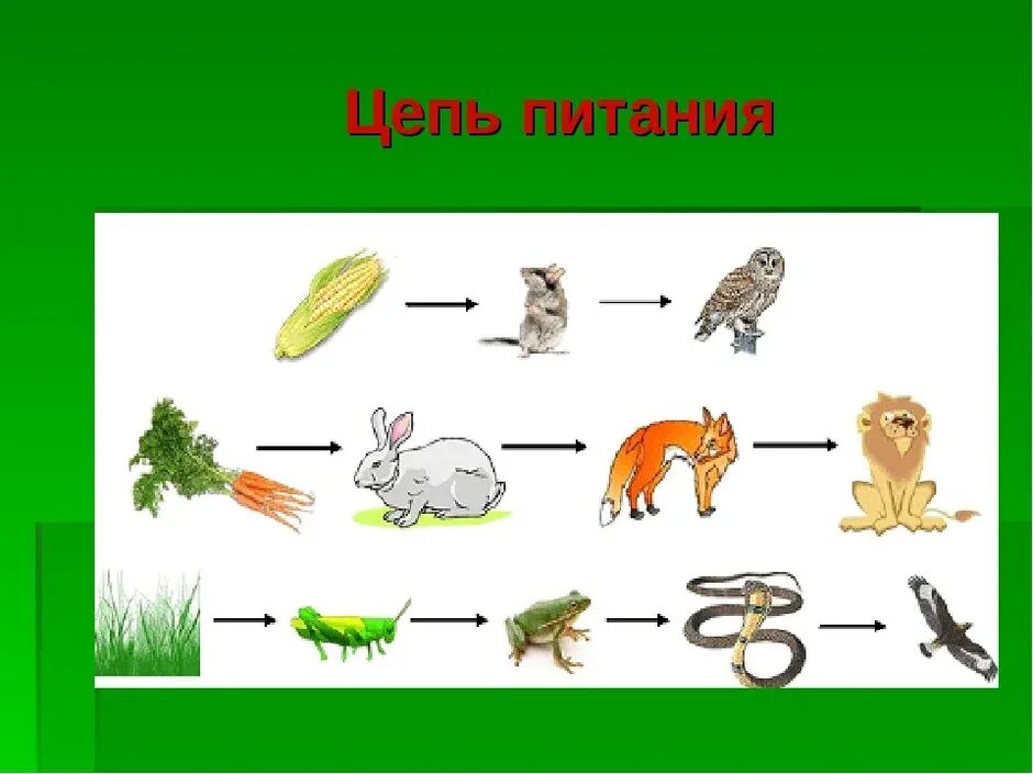 Составить цепи питания окружающий мир. Цепи питания 5 кл биология. Цепочка биология 5 класс питания животных Луга. Пищевая цепочка леса 4 класс окружающий мир. Окруж мир 3 а класс цепь питание.