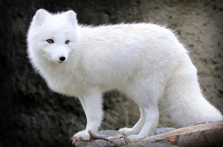 Как выглядит белый песец Arctic Fox Facts and Figures YouTube