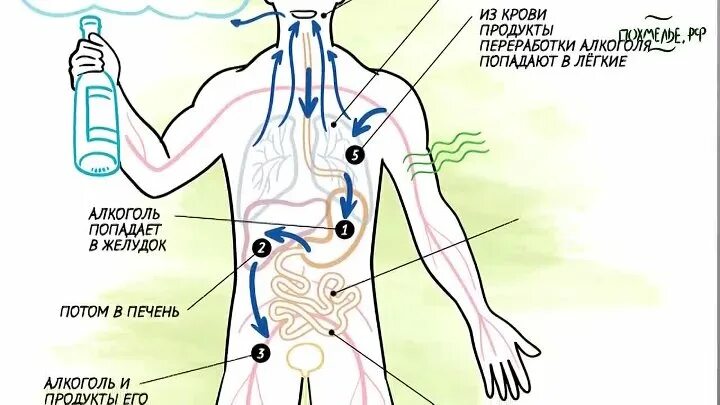 Алкогольный перегар. Откуда запах перегара. Алкоголь и дыхательная система.