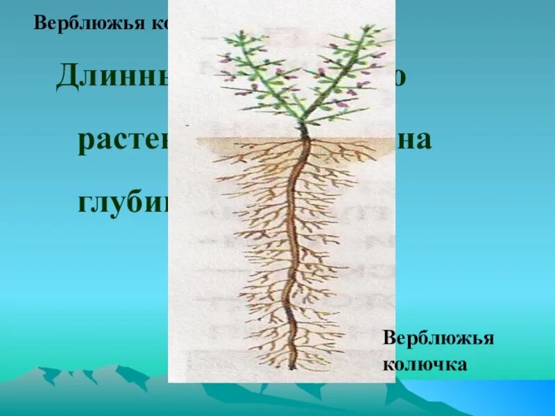 Длинные корни какая природная зона. Верблюжья колючка корень. Корень растения верблюжья колючка. Корни колючки. Корневая система верблюжьей колючки.