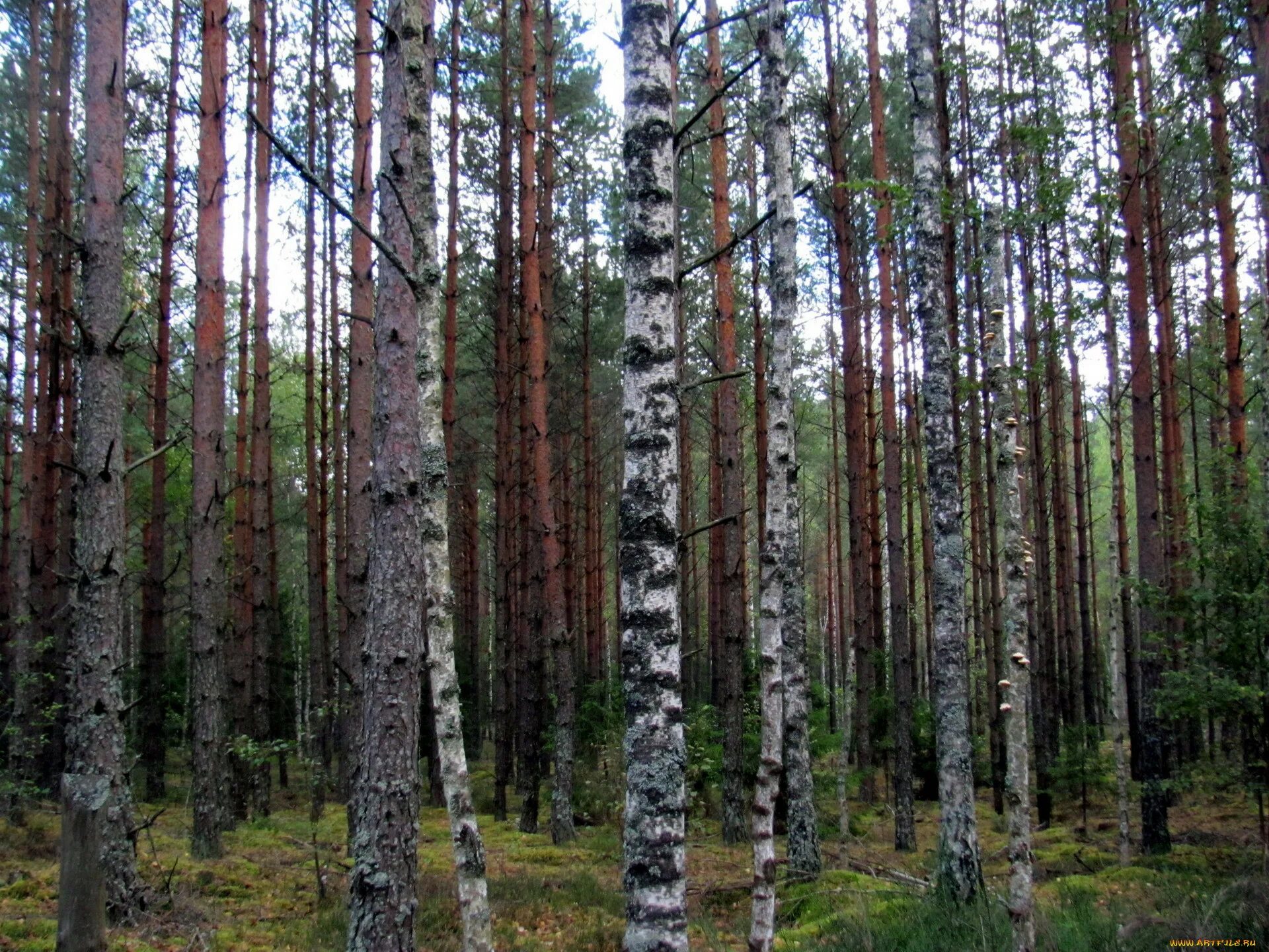 Хвойно березовый. Березово Сосновый лес. Смешанный лес березы сосны. Сосняк брусничный. Сосна и береза.