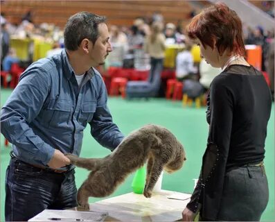 Хватать за хвост