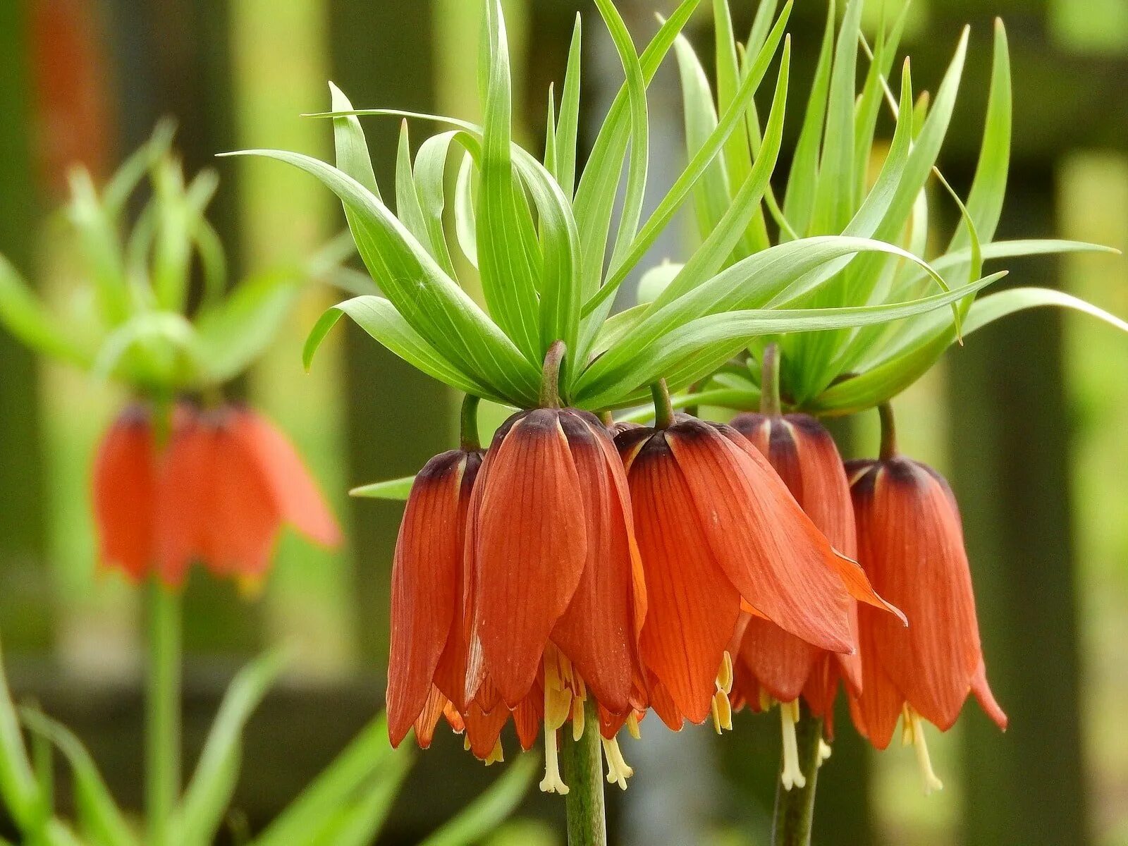 Цветок фритиллярия рябчик Императорский. Рябчик Императорский - Fritillaria Imperialis. Рябчик Императорский (фритиллярия). Лилия рябчик Императорский. Королевский рябчик цветок фото