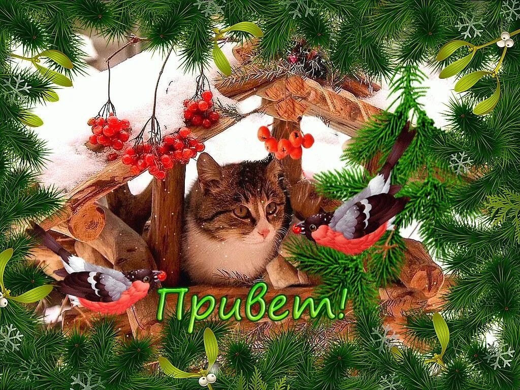 Доброго зимнего дня картинки с животными