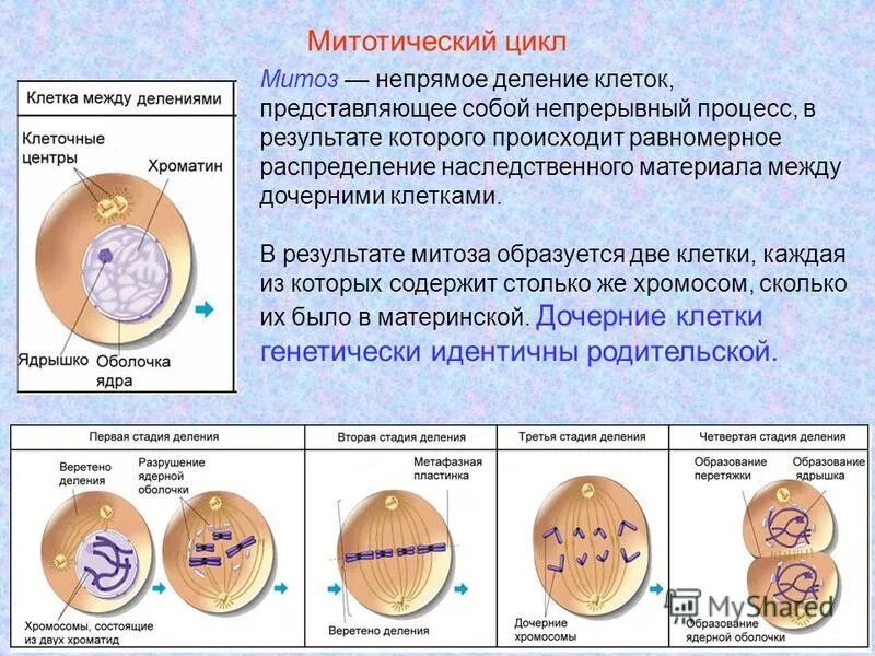 Образуются две дочерние клетки в какой фазе. Деление клетки мейоз схема. Стадии редукционного деления мейоза. Конъюгация деление мейоза. Мейоз 1 (редукционное деление) мейоз 2 (эквационное деление) таблица.