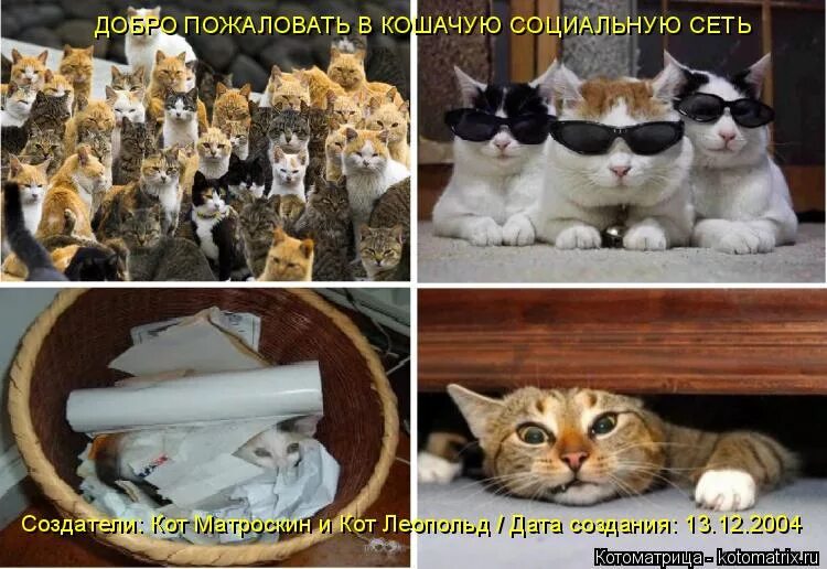 Коты отсюда. Добро пожаловать кот. Добро пожаловать отсюда кот. Добро пожаловать отсюда Мем. Доброе пожаловать котик.