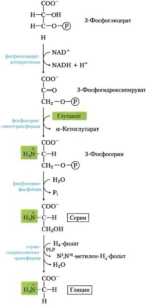 Глицин химические свойства. Серина из 3-фосфоглицерата. Синтез Серина из 3-фосфоглицерата. Образование Серина из 3-фосфоглицерата. Синтез глицина из фосфоглицерата.